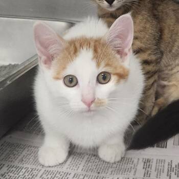 Franklin -  Domestic Short Hair Cat for Adoption in Brockton, Massachusetts - Franklin | PetCurious