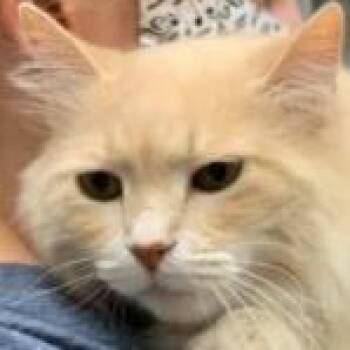 Daisy -  Domestic Long Hair Cat for Adoption in Peoria, Illinois - Daisy | PetCurious