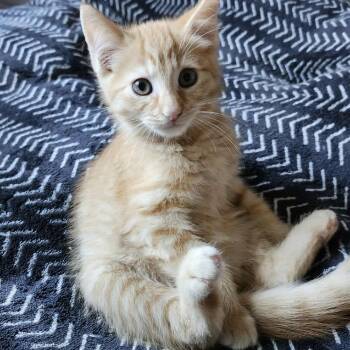 Rescue Domestic Short Hair and Siamese Cats for Adoption in Plainfield, Illinois - Allen | PetCurious