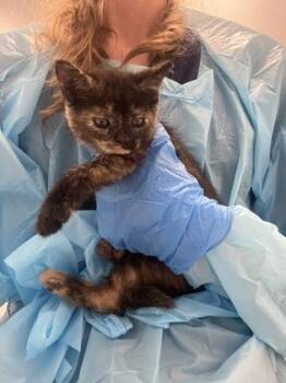 Princess Peach -  Domestic Short Hair Cat for Adoption in Roseville, California - Princess Peach | PetCurious