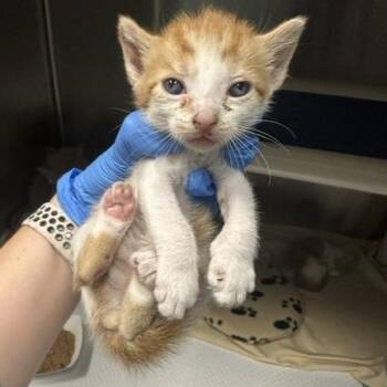 Percie -  Domestic Short Hair Cat for Adoption in Tampa, Florida - Percie | PetCurious