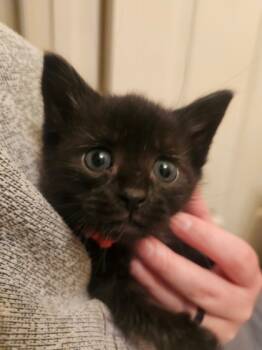 Rescue Domestic Short Hair Cats for Adoption in Columbia, South Carolina - Dreamer | PetCurious