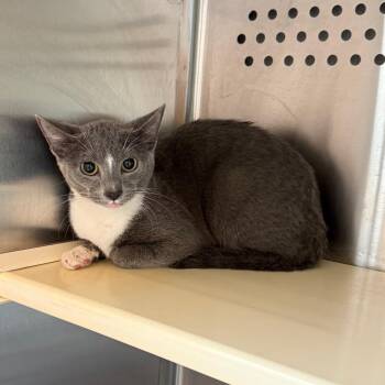 Magic Charm -  Domestic Short Hair Cat for Adoption in Norman, Oklahoma - Magic Charm | PetCurious