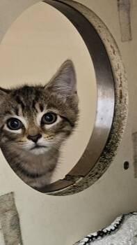 Klarity -  Domestic Short Hair Cat for Adoption in Chamblee, Georgia - Klarity | PetCurious