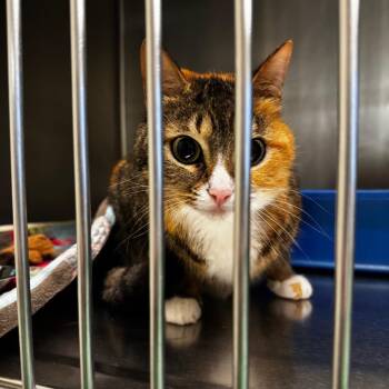Domestic Short Hair Cats Available for Adoption in South Haven, Michigan - Pepper | PetCurious