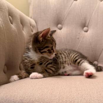 Domestic Short Hair Cats Available for Adoption in North Branford, Connecticut - 26-116 June Bug | PetCurious