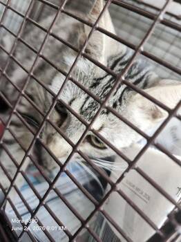 YALIMAR -  Domestic Short Hair Cat for Adoption in San Antonio, Texas - YALIMAR | PetCurious