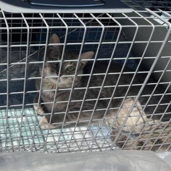 Domestic Short Hair Cats Available for Adoption in Greensboro, North Carolina - Star Gazer | PetCurious