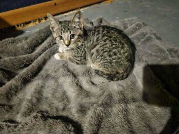 Benjamin Cunningham -  Domestic Short Hair Cat for Adoption in West Peoria, Illinois - Benjamin Cunningham | PetCurious