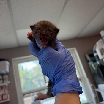 Pinocchio -  Domestic Short Hair Cat for Adoption in Port Richey, Florida - Pinocchio | PetCurious