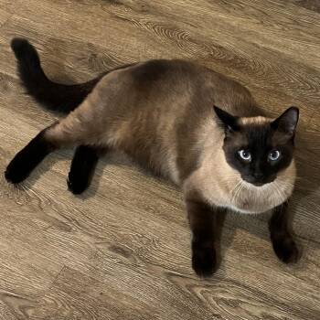 THE BOYS (MECO, LEO, & TYKE) -  Siamese Cat for Adoption in Oakwood, Georgia - THE BOYS (MECO, LEO, & TYKE) | PetCurious
