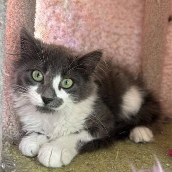 Star C12352 -  Domestic Long Hair and Domestic Short Hair Cat for Adoption - Star C12352 | PetCurious