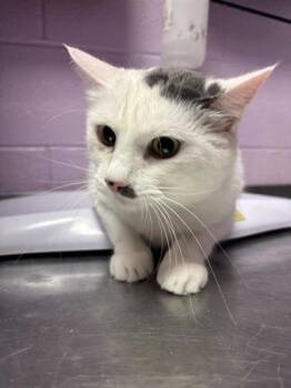 Lita Ford -  Domestic Short Hair Cat for Adoption in El Paso, Texas - Lita Ford | PetCurious