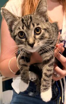 Odette -  Domestic Short Hair Cat for Adoption in Lincoln, California - Odette | PetCurious