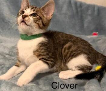 Tabby and Domestic Short Hair Cats Available for Adoption in Richardson, Texas - Clover | PetCurious
