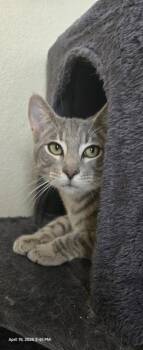 Gary  2 -  American Shorthair Cat for Adoption in Austin, Texas - Gary  2 | PetCurious