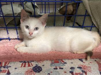 Bit (Available October 2026) -  Domestic Short Hair Cat for Adoption in Clarksville, Virginia - Bit (Available October 2026) | PetCurious