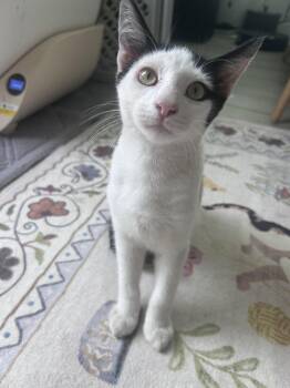 Muffins -  Domestic Short Hair Cat for Adoption in Seal Beach, California - Muffins | PetCurious