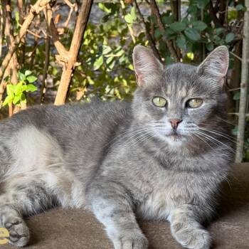 Needle -  Domestic Short Hair Cat for Adoption in Lynchburg, Virginia - Needle | PetCurious