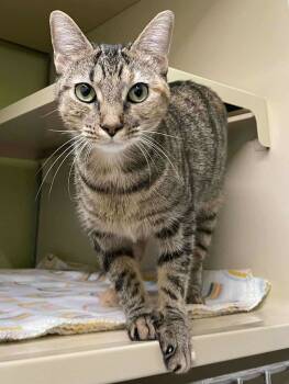 Rescue Domestic Short Hair Cats for Adoption in Rochester, New Hampshire - Nixie | PetCurious