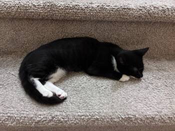 Domestic Short Hair Cats Available for Adoption in Youngsville, North Carolina - Minji26 | PetCurious