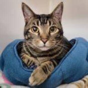 Tabby Cats Available for Adoption - Sir Winston | PetCurious