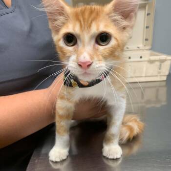 Cheese Doodle -  Domestic Medium Hair Cat for Adoption in Warren, New Jersey - Cheese Doodle | PetCurious