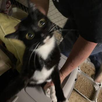 Portland -  Domestic Short Hair Cat for Adoption in Hemet, California - Portland | PetCurious