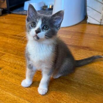 Domestic Short Hair Cats Available for Adoption in Plainfield, Illinois - Savoy | PetCurious