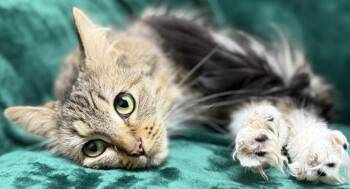 Domestic Medium Hair Cats Available for Adoption in Gary, Indiana - Chloe | PetCurious