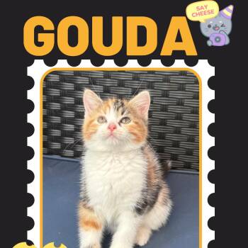 Gouda -  Domestic Short Hair Cat for Adoption in Rochester, Minnesota - Gouda | PetCurious