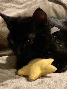 Domestic Short Hair Cats Available for Adoption in Dallas, Texas - Quarter | PetCurious