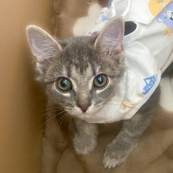 Winnie -  Domestic Short Hair Cat for Adoption in Chapel Hill, North Carolina - Winnie | PetCurious