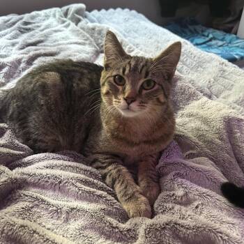 John -  Domestic Short Hair Cat for Adoption in Ferndale, Washington - John | PetCurious