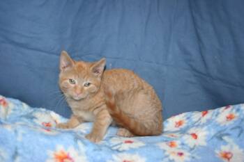 Rescue Tabby and Domestic Short Hair Cats for Adoption in Howell, Michigan - Little Sweetie | PetCurious