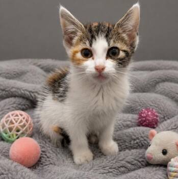 Trixie -  Calico and Tabby Cat Available for Adoption in Andover, Minnesota - Trixie | PetCurious