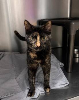 Domestic Short Hair Cats Available for Adoption in Fort Lupton, Colorado - Tycho IL | PetCurious