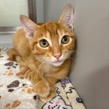 JJ #2290 -  Domestic Short Hair Cat for Adoption in Buffalo, New York - JJ #2290 | PetCurious