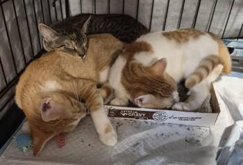 Jeremiah Jones, Jonah and Nora B. - Not bonded siblings -  Domestic Short Hair Cat for Adoption in New York, New York - Jeremiah Jones, Jonah And Nora B. - Not Bonded Siblings | PetCurious