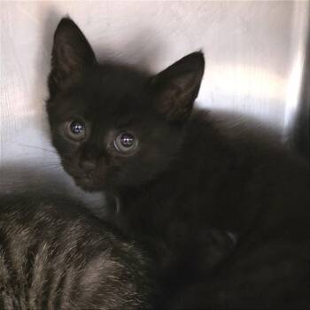 Baby Toadstool -  Domestic Short Hair Cat for Adoption in Gloucester, Virginia - Baby Toadstool | PetCurious