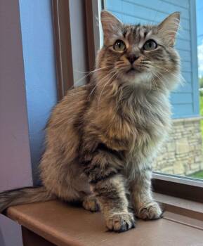 Mrs. Potts -  Domestic Long Hair Cat for Adoption in Little Rock, Arkansas - Mrs. Potts | PetCurious