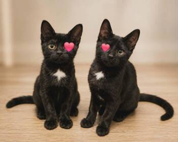 Capellini et Spaghettini -  Domestic Short Hair Cat for Adoption in Chertsey, Quebec - Capellini Et Spaghettini | PetCurious