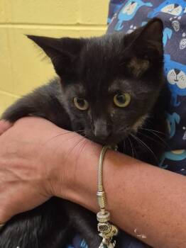 FAROUK -  Domestic Short Hair Cat for Adoption in Crossville, Tennessee - FAROUK | PetCurious