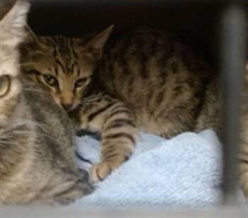 A478976 -  Domestic Short Hair Cat for Adoption in Oklahoma City, Oklahoma - A478976 | PetCurious