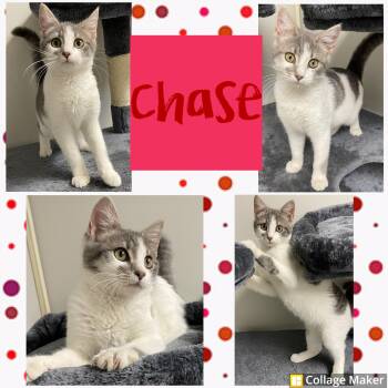Rescue Domestic Short Hair Cats for Adoption in Clearfield, Pennsylvania - Chase | PetCurious