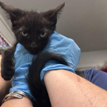 Nelly -  Domestic Short Hair Cat for Adoption in Summerville, South Carolina - Nelly | PetCurious