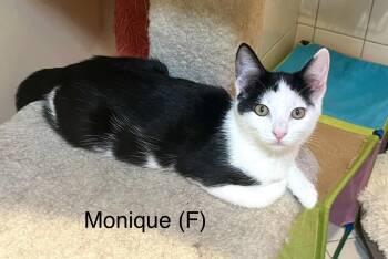 Domestic Short Hair Cats Available for Adoption - Monique | PetCurious
