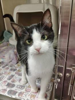 Janey -  Tuxedo Cat for Adoption in York, South Carolina - Janey | PetCurious