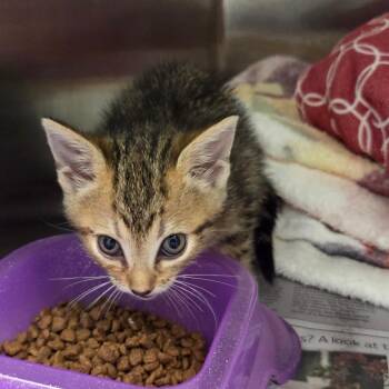 Acorn -  Domestic Short Hair Cat for Adoption in Chattanooga, Tennessee - Acorn | PetCurious