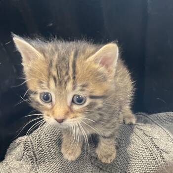 Monica -  Domestic Short Hair Cat for Adoption in North Battleford, Saskatchewan - Monica | PetCurious